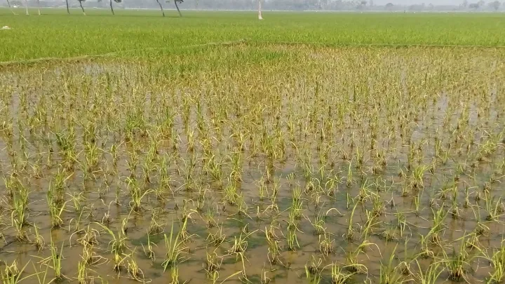 ফুলবাড়ীতে কিটনাশক প্রয়োগে ধানের গাছ নষ্টের অভিযোগ